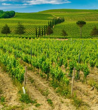 Vigneti ondulati sotto un cielo azzurro, circondati da cipressi e colline verdi.